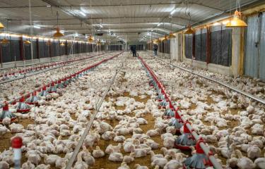 mejora-oferta-de-pollos
